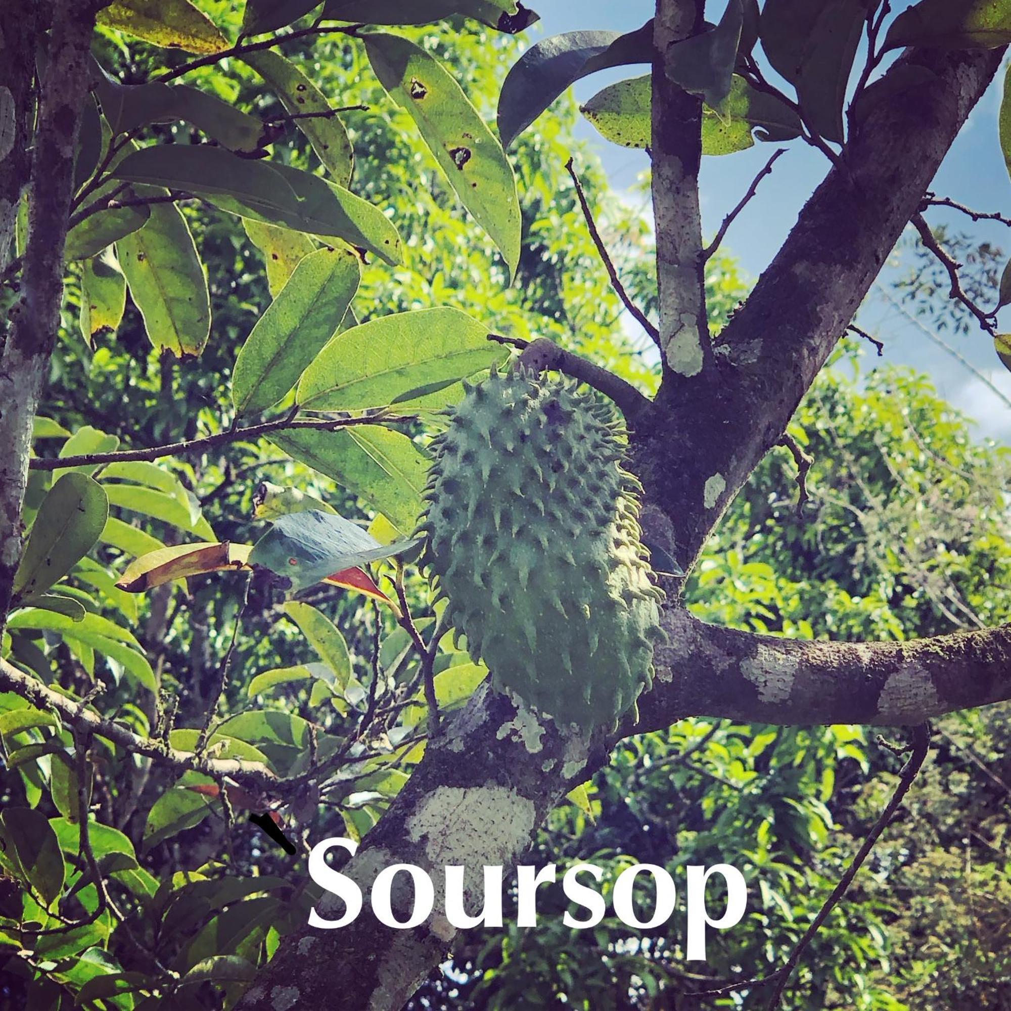 Soursop Hostel Cueta エクステリア 写真